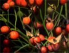 painting of rose hips oil on canvas by Alex Borissov