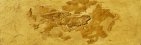XX Century Fossil : Fish number 4 acrylic on canvas by alex borissov